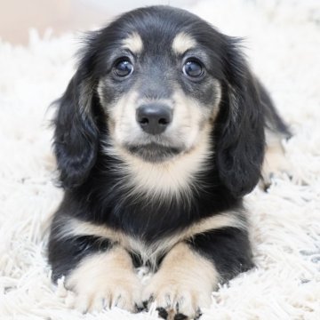 カニンヘンダックスフンド(ロング)【兵庫県・男の子・2025年2月23日・ブラックイエロー】の写真「ダックス専門犬舎！父JKCチャンピオン直子！」