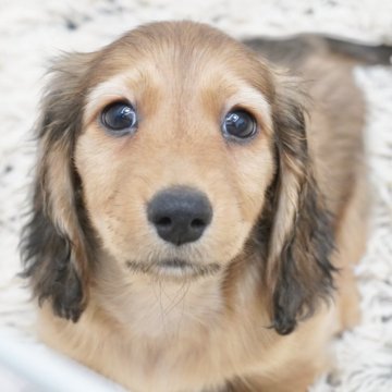 ミニチュアダックスフンド(ロング)【兵庫県・男の子・2025年1月2日・レッド】の写真「ダックス専門犬舎！父JKCチャンピオン！」