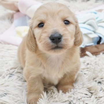 ミニチュアダックスフンド(ロング)【兵庫県・男の子・2025年2月7日・ゴールド】の写真「ダックス専門犬舎！父JKCチャンピオン直子！」