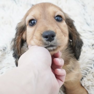 ミニチュアダックスフンド(ロング)【兵庫県・男の子・2025年1月7日・レッド】の写真「ダックス専門犬舎！父JKCチャンピオン直子！」