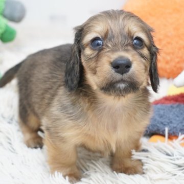 ミニチュアダックスフンド(ロング)【兵庫県・男の子・2025年1月2日・レッド】の写真「ダックス専門犬舎！父JKCチャンピオン！」