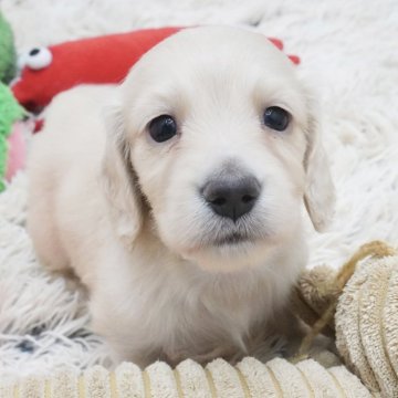 ミニチュアダックスフンド(ロング)【兵庫県・男の子・2024年10月19日・イエロー】の写真「ダックス専門犬舎！父JKCチャンピオン直子！」