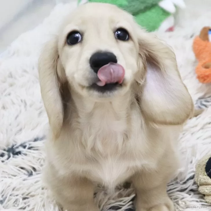 そらん 様のお迎えした子犬