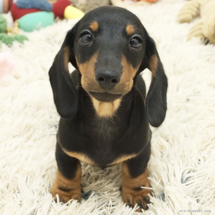 ダックス専門犬舎！母犬JKCチャンピオン！ | カニンヘンダックスフンド(スムース)