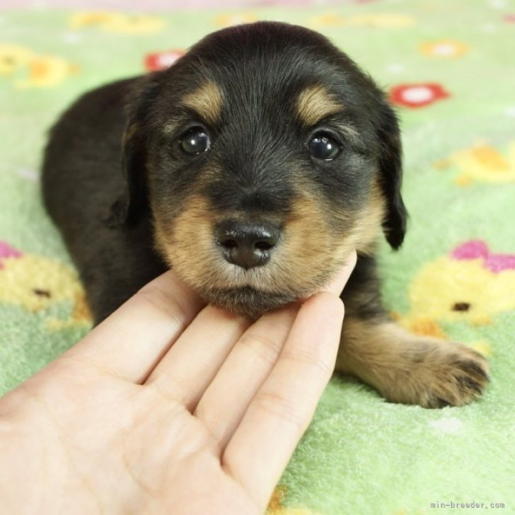 ダックスフンド専門犬舎！父チャンピオン直子！ | カニンヘンダックスフンド(ロング)