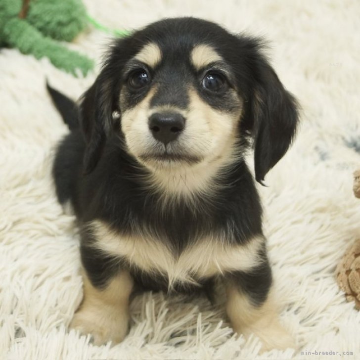 ダックスフンド専門犬舎！父JKCチャンピオン！ | カニンヘンダックスフンド(ロング)