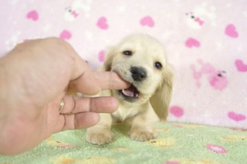 ミニチュアダックスフンド(ロング)【兵庫県・女の子・2015年9月22日・クリーム】の写真「父チャンピオンPRAクリア!！」