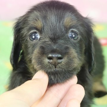 ミニチュアダックスフンド(ロング)【兵庫県・女の子・2024年5月30日・ブラックタン】の写真「父犬オーストリアチャンピオン直子！」