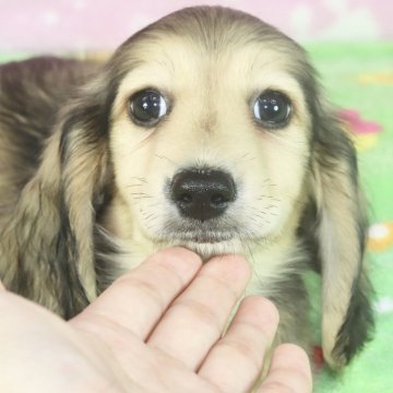 ミニチュアダックスフンド(ロング)【兵庫県・男の子・2024年5月11日・シェイデッドイエロー】の写真「ダックスフンド専門！マイペースなおっとり君(^^)」