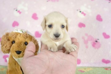 ミニチュアダックスフンド(ロング)【兵庫県・女の子・2015年10月16日・クリーム】の写真「父チャンピオンPRAクリア!！」