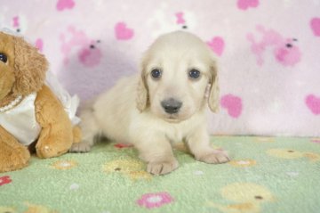 ミニチュアダックスフンド(ロング)【兵庫県・女の子・2015年10月31日・クリーム】の写真「父チャンピオンPRAクリア!！」