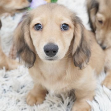 ミニチュアダックスフンド(ロング)【兵庫県・男の子・2024年7月14日・レッド】の写真「ダックスフンド専門！父犬JKCチャンピオン！」