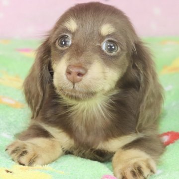 カニンヘンダックスフンド(ロング)【兵庫県・女の子・2024年4月10日・チョコイエロー】の写真「ダックスフンド専門犬舎！父JKCチャンピオン！」