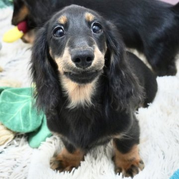 ミニチュアダックスフンド(ロング)【兵庫県・男の子・2024年5月30日・ブラックタン】の写真「父犬オーストリアチャンピオン直子！」