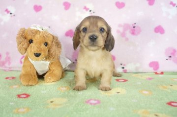 ミニチュアダックスフンド(ロング)【兵庫県・女の子・2015年4月15日・レッド】の写真「両親JKCチャンピオン！」