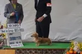 ミニチュアダックスフンド(ロング)【兵庫県・男の子・2015年10月15日・クリーム】の写真5「母犬JKCチャンピオン! リコ」