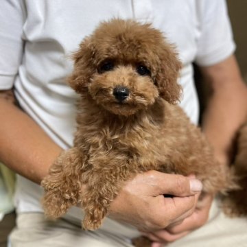 トイプードル(トイ)【千葉県・男の子・2024年6月30日・レッド】の写真「ちょっと控えめだけど元気！！」