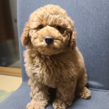 トイプードル(トイ)【東京都・男の子・2024年4月1日・レッド】の写真「保障手厚、親戚会開催、ゆりかごから虹の橋まで交流」