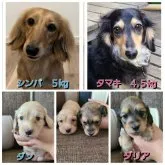 ミニチュアダックスフンド(ロング)【東京都・男の子・2023年5月11日・イエロー (クリーム)】の写真3