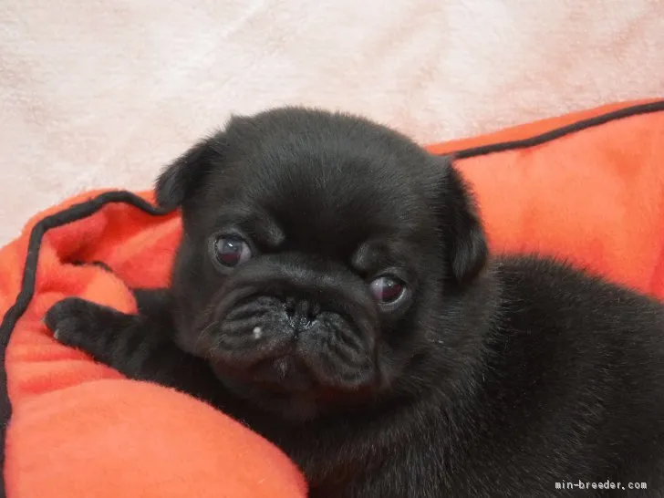 おはぎ 様のお迎えした子犬