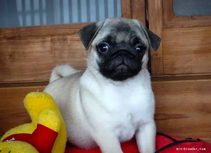 はな 様のお迎えした子犬