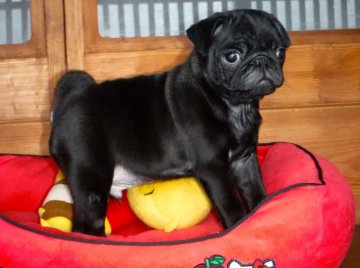 パグ【熊本県・男の子・2019年4月5日・ブラック】の写真「父犬　チャンピオン　母犬チャンピオン直子」