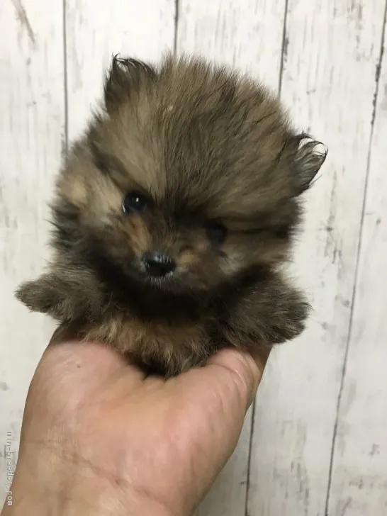 ひめ 様のお迎えした子犬