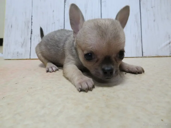 チコ母 様のお迎えした子犬