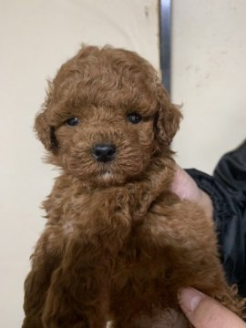 トイプードル(トイ)【神奈川県・男の子・2019年2月21日・レッド】の写真「可愛いです！」