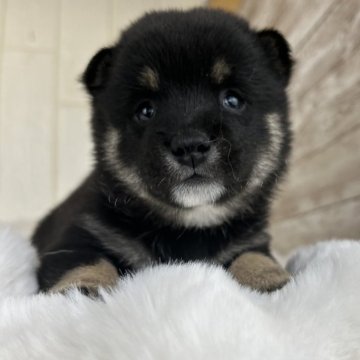 柴犬(豆柴)【鹿児島県・男の子・2024年10月12日・黒】の写真「おとなしい男の子」