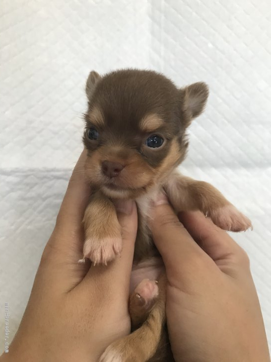 チワワ ロング 鹿児島県 女の子 年4月27日 チョコタンホワイト 綺麗なチョコ みんなのブリーダー 子犬id 05