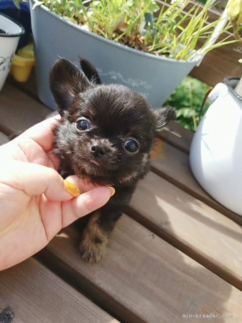 チワワ ロング 北海道 男の子 21年8月4日 ブラック タン 小さいマロタンがかわいい みんなのブリーダー 子犬id 2109