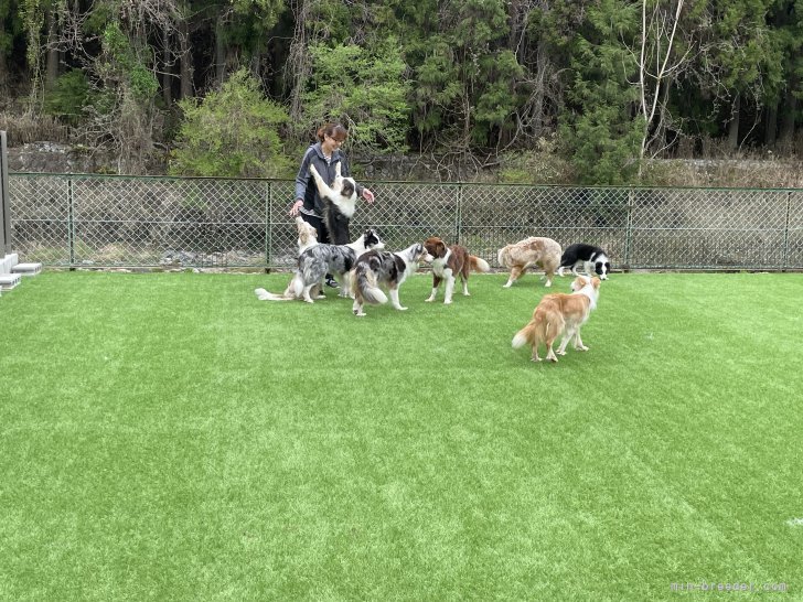 ママ犬達🐶｜大久保　千恵子(おおくぼ　ちえこ)ブリーダー(奈良県・ボーダーコリーなど・JKC登録)の紹介写真2