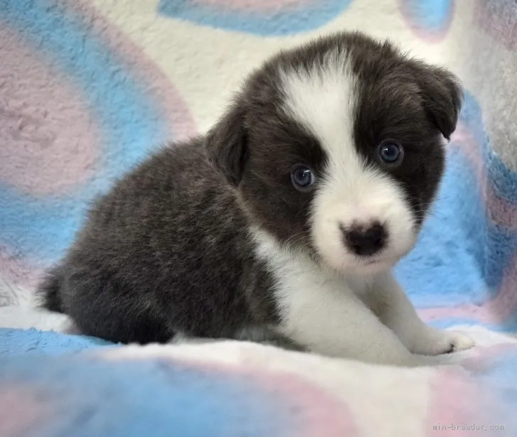 ポムの家族 様のお迎えした子犬