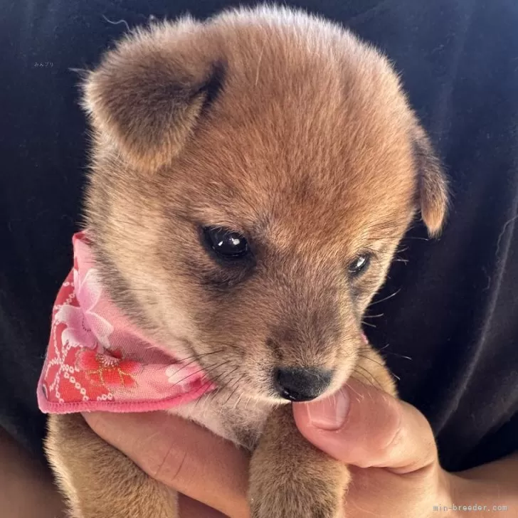 甘え上手な1番に産まれたおチビちゃん\(ˊ꒳ˋ)/ | 豆柴