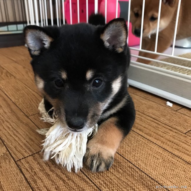 豆柴 東京都 女の子 17年12月日 黒 成犬予想サイズ 体高28 30センチの豆柴サイズ みんなのブリーダー 子犬id 1802 002