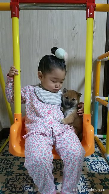 子犬の頃から、いつも家族と一緒です。｜本元　妙永子(ほんもと　たえこ)ブリーダー(富山県・柴犬など・JKC/日本犬保存会/KC登録)の紹介写真2