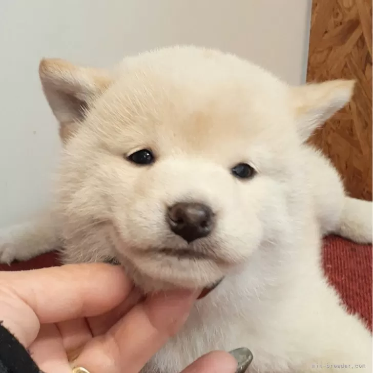 柴犬(標準サイズ)【富山県・女の子・2024年12月20日・白】の写真1