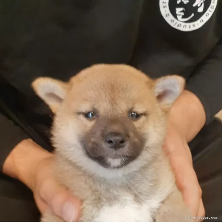 ID:2411-03638の子犬
