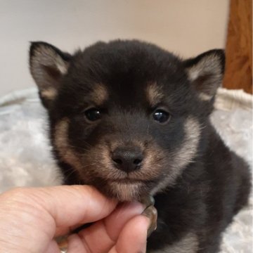 柴犬(標準サイズ)【富山県・男の子・2024年12月10日・黒】の写真「小振りで可愛い黒の男の子👦」