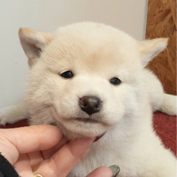 柴犬(標準サイズ)【富山県・女の子・2024年12月20日・白】の写真「コロッコロの白の女の子🎶」