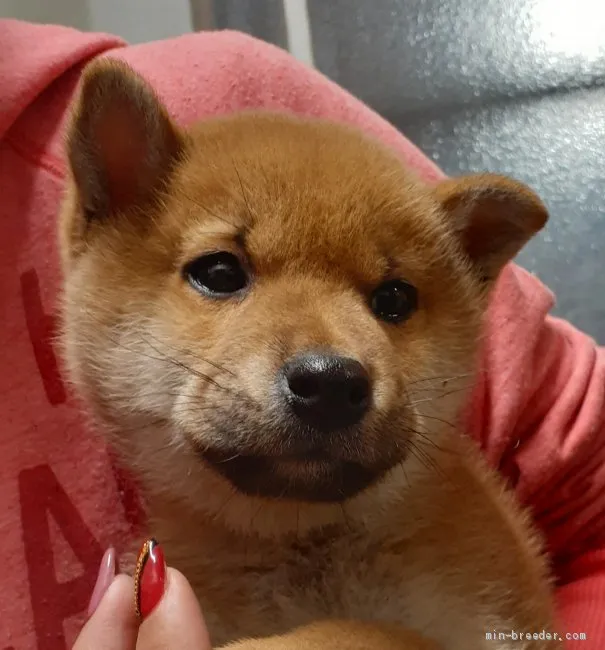 柴犬(標準サイズ)【富山県・男の子・2020年1月23日・赤】の写真1