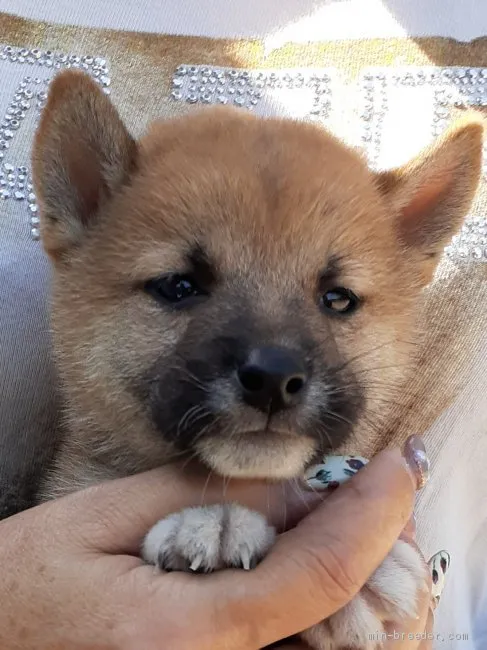 柴犬(標準サイズ)【富山県・男の子・2019年8月13日・赤】の写真1