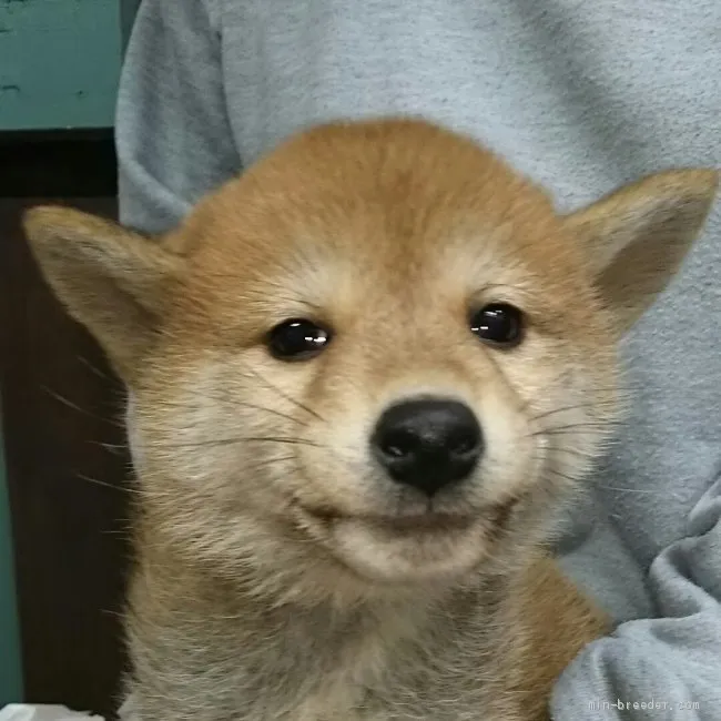 柴犬(標準サイズ)【富山県・男の子・2019年2月2日・赤】の写真1