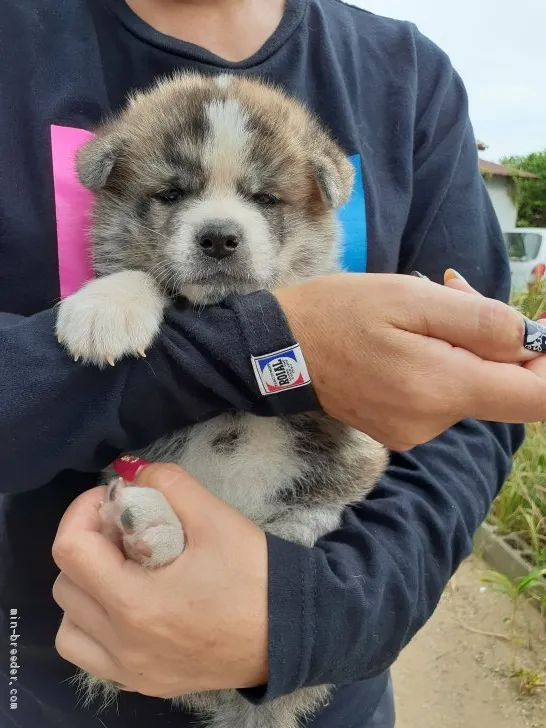 秋田犬【富山県・男の子・2019年8月21日・虎】の写真1