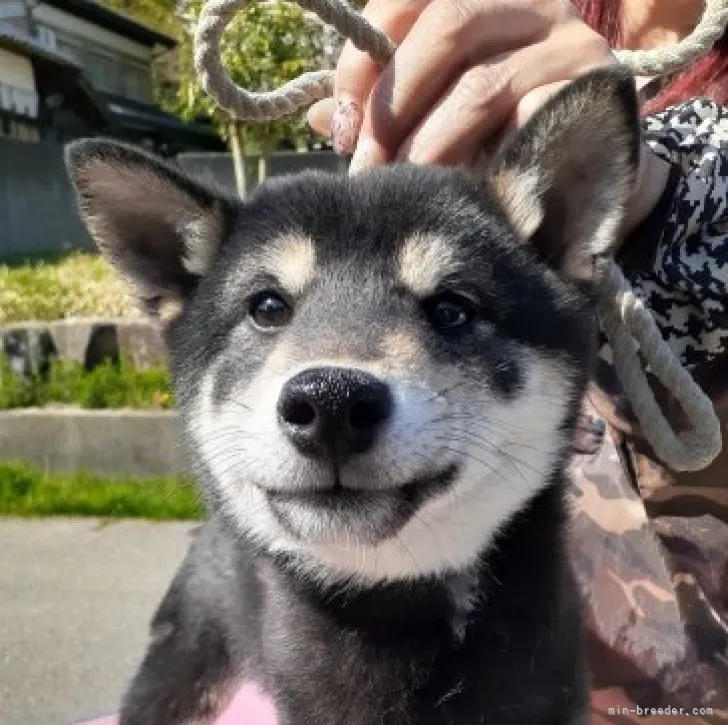 柴犬(標準サイズ)【富山県・男の子・2022年10月14日・黒】の写真1