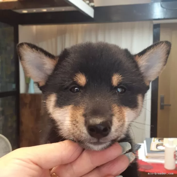 柴犬(標準サイズ)【富山県・女の子・2024年8月1日・黒】の写真1