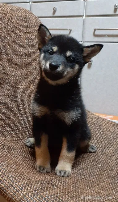 柴犬(標準サイズ)【富山県・女の子・2019年10月3日・黒】の写真1