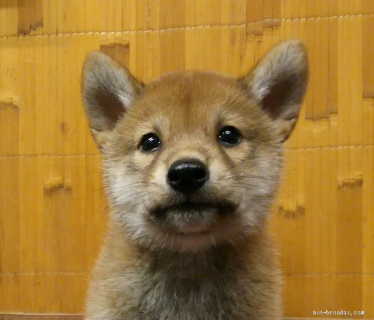 柴犬(標準サイズ)【富山県・男の子・2019年7月1日・赤】の写真1