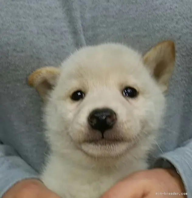 柴犬(標準サイズ)【富山県・男の子・2019年2月8日・白】の写真1